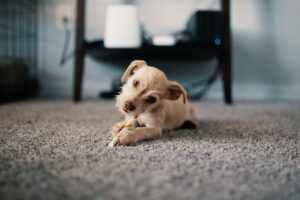 How to Remove Dog Poo from Carpet