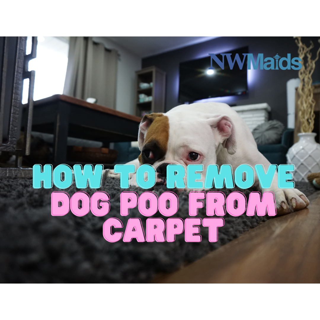 How to Remove Dog Poo from Carpet? NW Maids