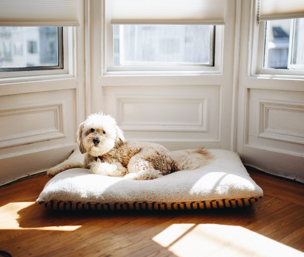 A Complete Guide to Properly Washing Your Dog Bed NW Maids