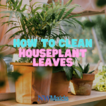 How to Clean Houseplants Leaves