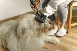 Cleaning Tips for Homes With Allergy Sufferers
