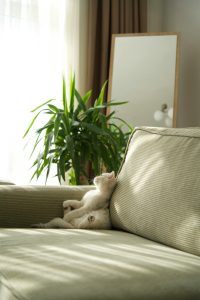 How to Clean a Home With Pets Without Constant Mess